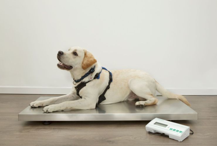 We donated a V-250 Veterinary Scale to mental health charity