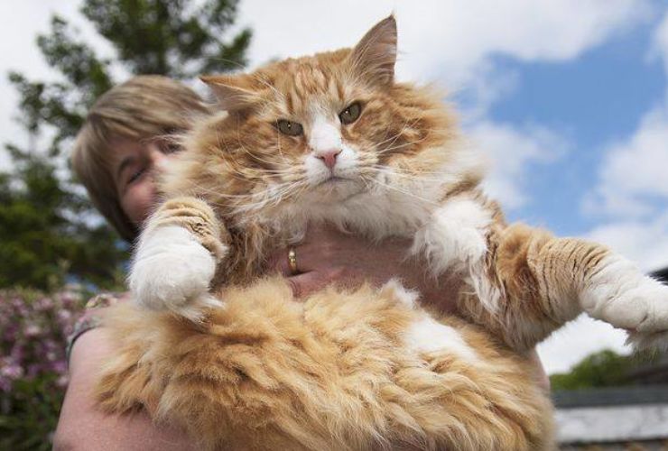 World Records for the Heaviest Pets