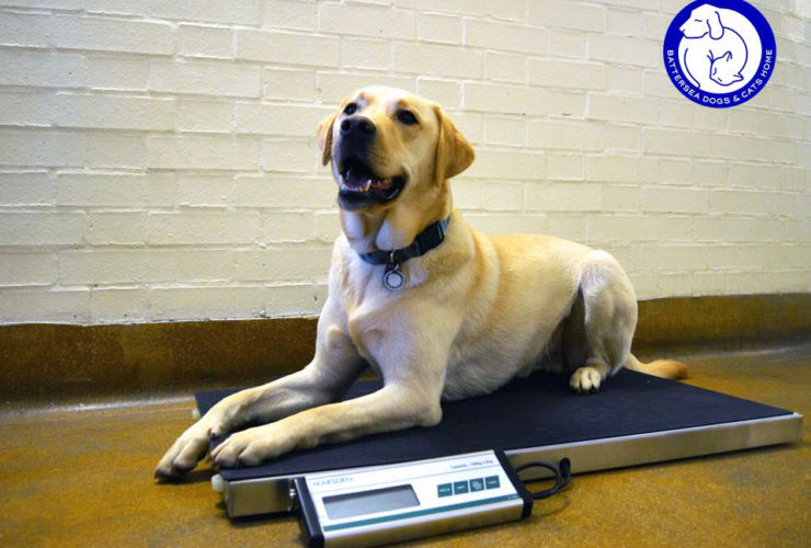 Marsden V-150 Helps Keep Battersea Dogs Happy and Healthy