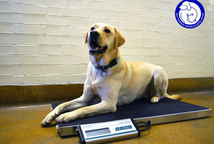 Marsden V-150 Helps Keep Battersea Dogs Happy and Healthy