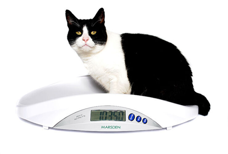 Is my cat overweight? 5 Ways to make sure your cat is a healthy weight