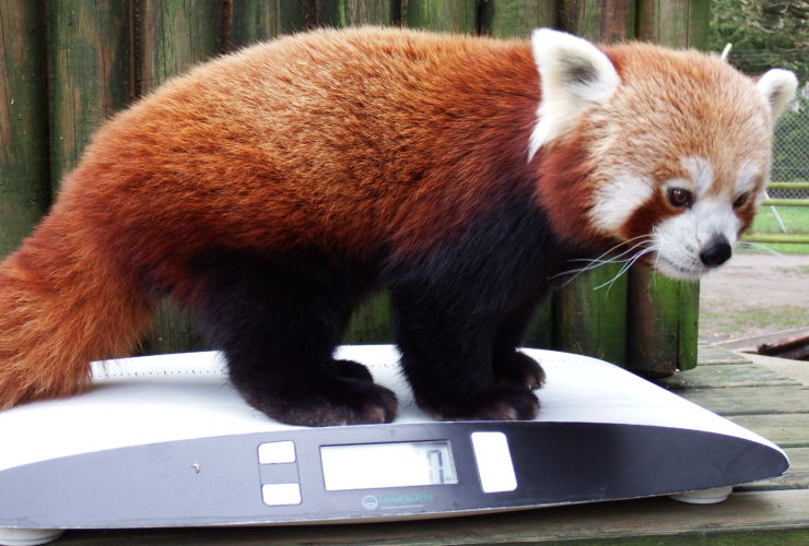 Why Recording the Weights of Zoo Animals Is Important