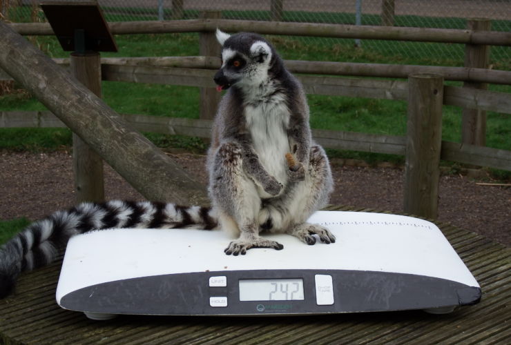 The V-25 Helps Identify Animal Dietary Issues At Banham Zoo
