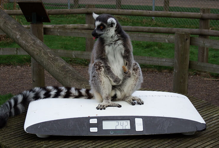 The V-25 Helps Identify Animal Dietary Issues At Banham Zoo