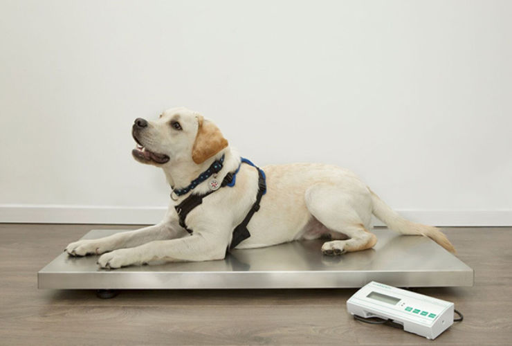 We Have Partnered with Canine Arthritis Management!