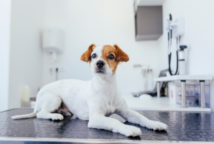 5 Reasons to Purchase The VT-250 Veterinary Consulting Table