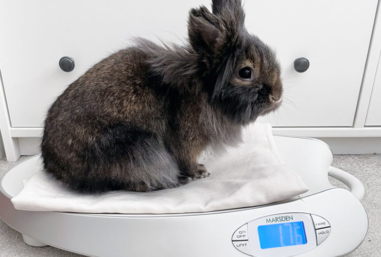 Should Domestic Animals Be Regularly Weighed?