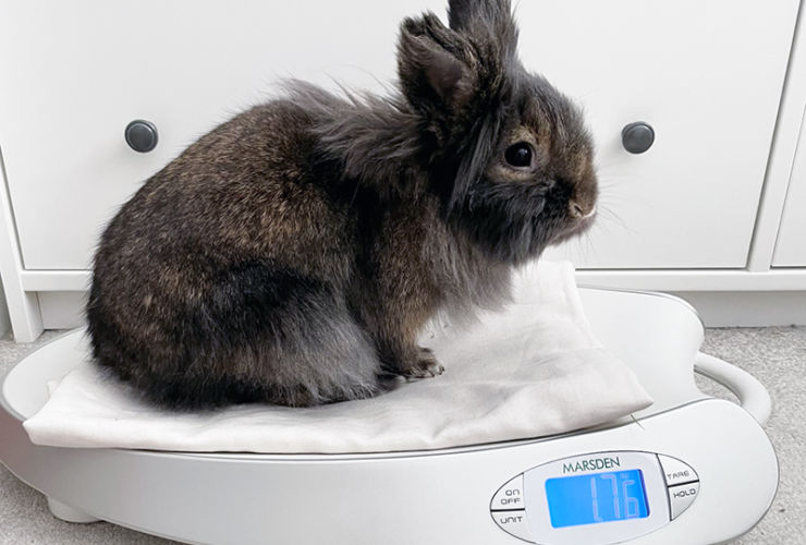 https://www.marsden-weighing.co.uk/storage/images/listing/_740x500_crop_center_80_none/Why-should-we-weigh-domestic-pets.jpg