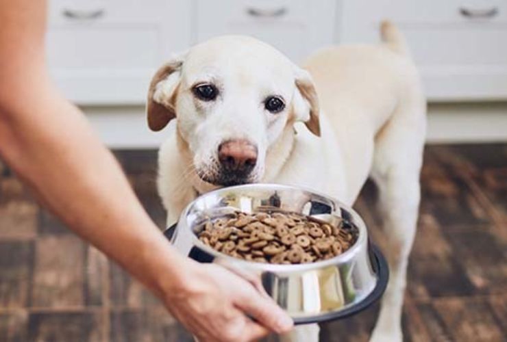 How Much Should I Feed My Dog?