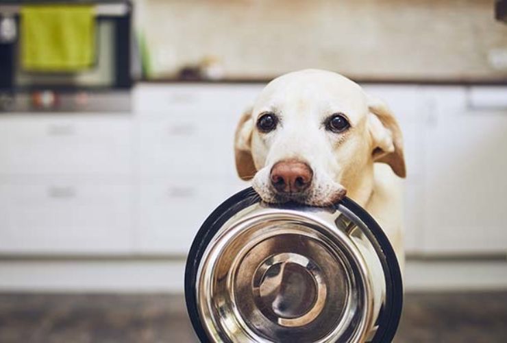 Resist begging and weigh out food to combat pet obesity