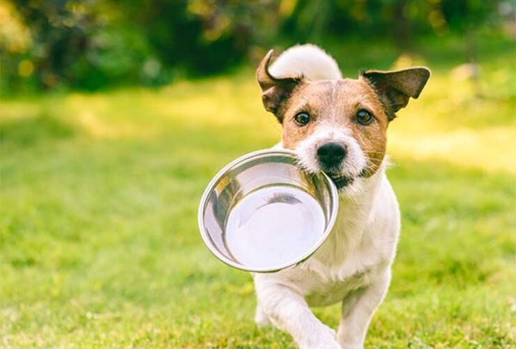 5 tips for helping your pet lose weight
