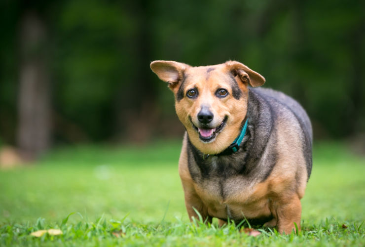 What Is a Healthy Weight for My Dog?