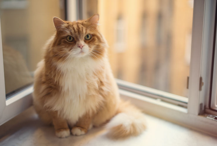 Our survey suggests over half of pets are overweight