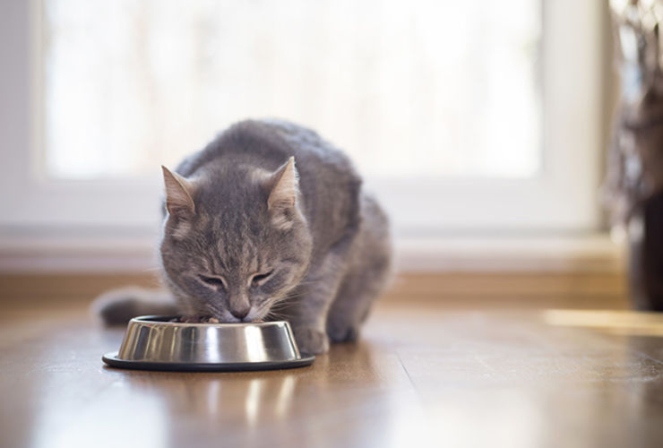 What Is a Healthy Weight for My Cat?