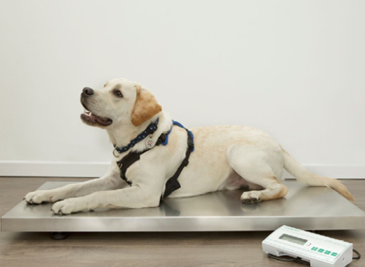 Veterinary Scale XXL Animal Scale Digital Dog Scale Cat Platform