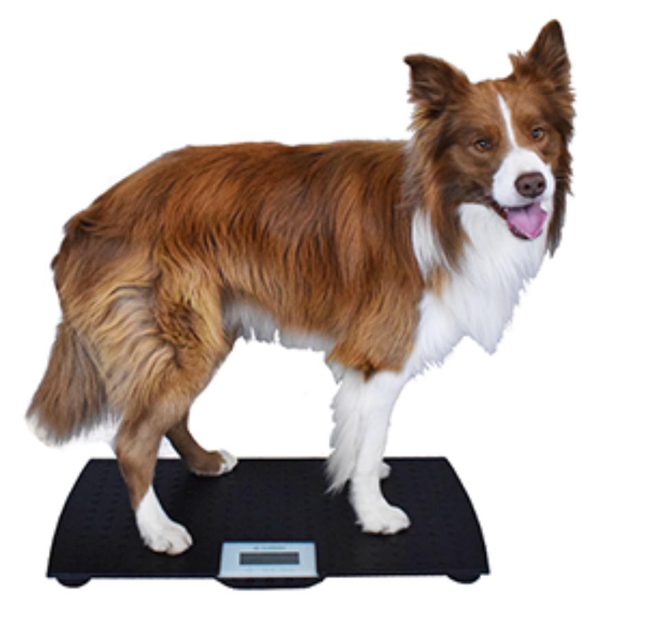 How to Weigh Your Dog at Home, Marsden Weighing