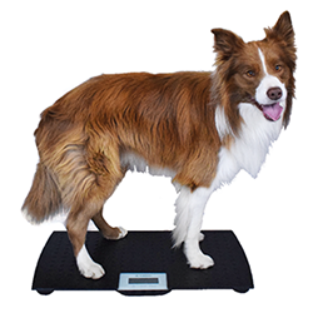 Marsden V-150 Large Veterinary Scale