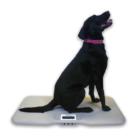 Marsden V 110 Large Veterinary Scale