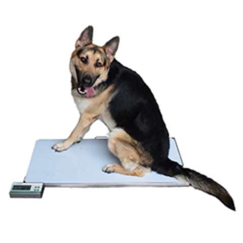 Small Animal Weigh Scales for Vet Offices