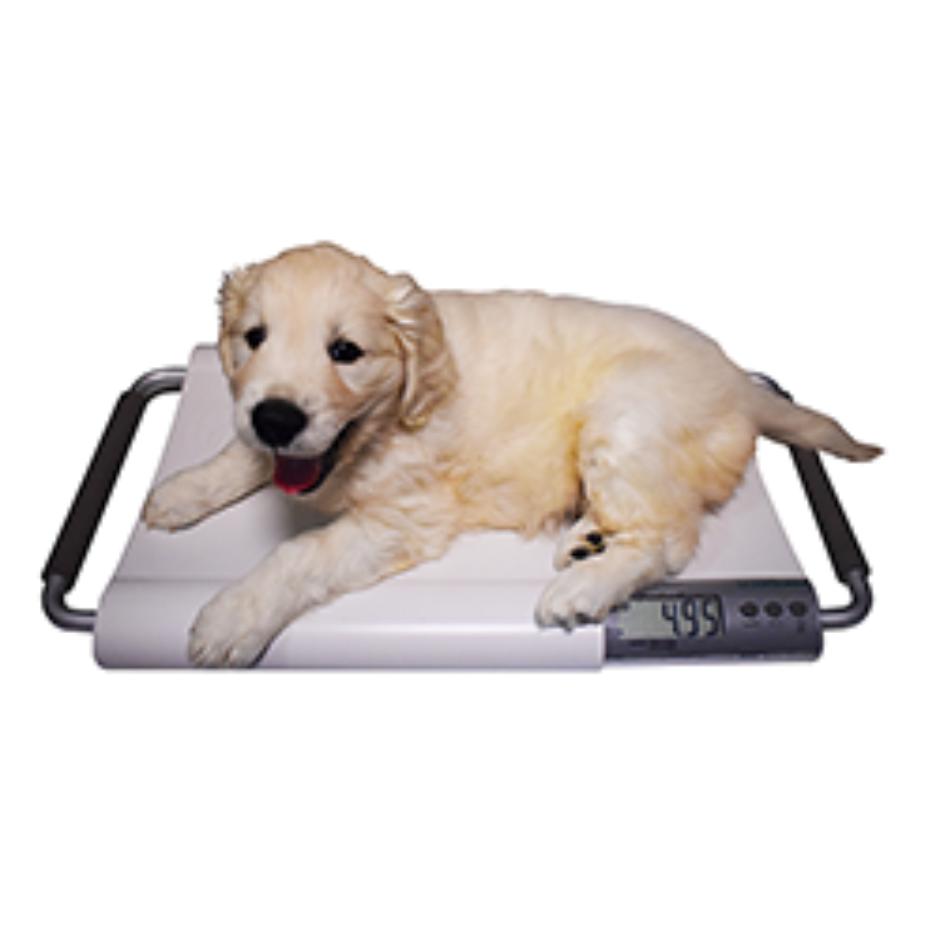 Marsden V 20 Small Veterinary Scale