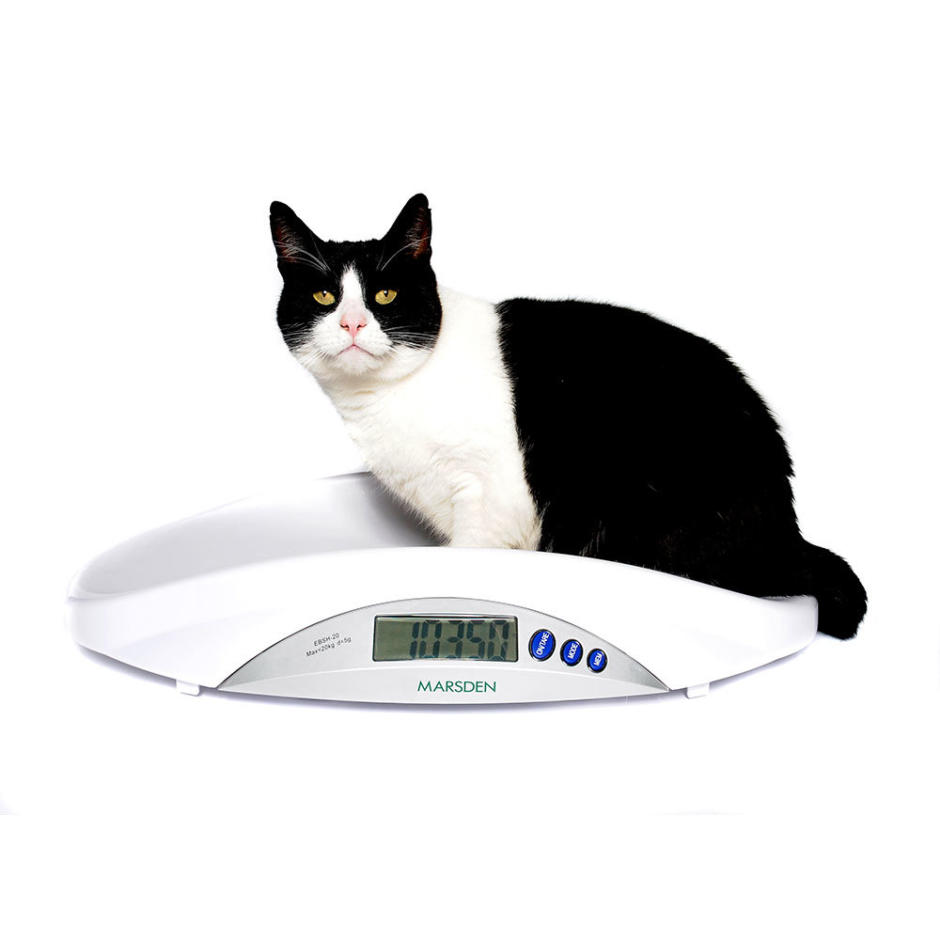 Marsden V-22 Small Veterinary Pet Scale For Weighing Cats & Dogs