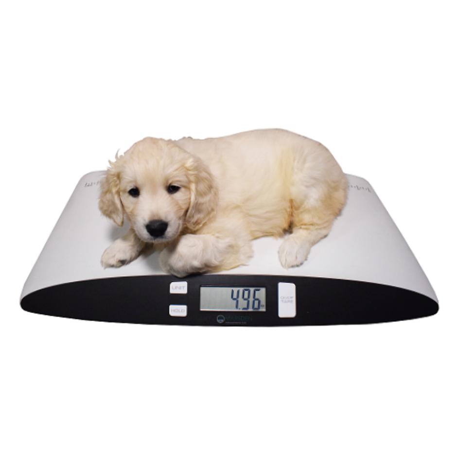 Marsden V25 Low Cost Small Veterinary Weighing Scale for Weighing Pets Marsden